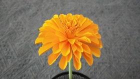 日本菊花技术视频,匠心独运的园艺艺术