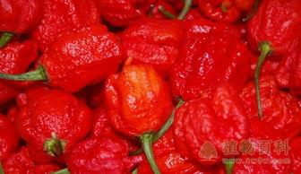 卡罗莱纳死神辣椒视频,卡罗莱纳死神辣椒的辣度揭秘与挑战体验